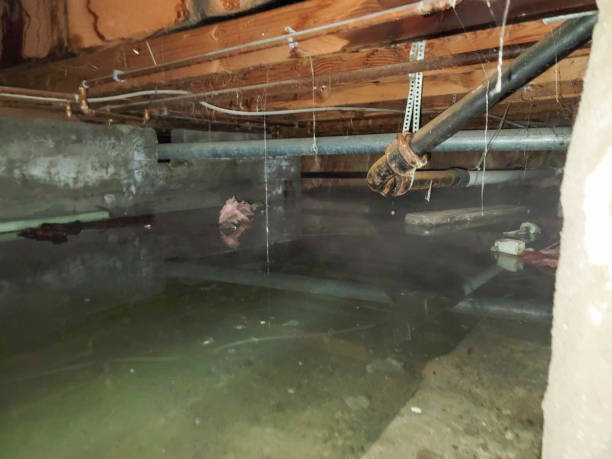 Best Carpet water damage restoration  in Union City, GA